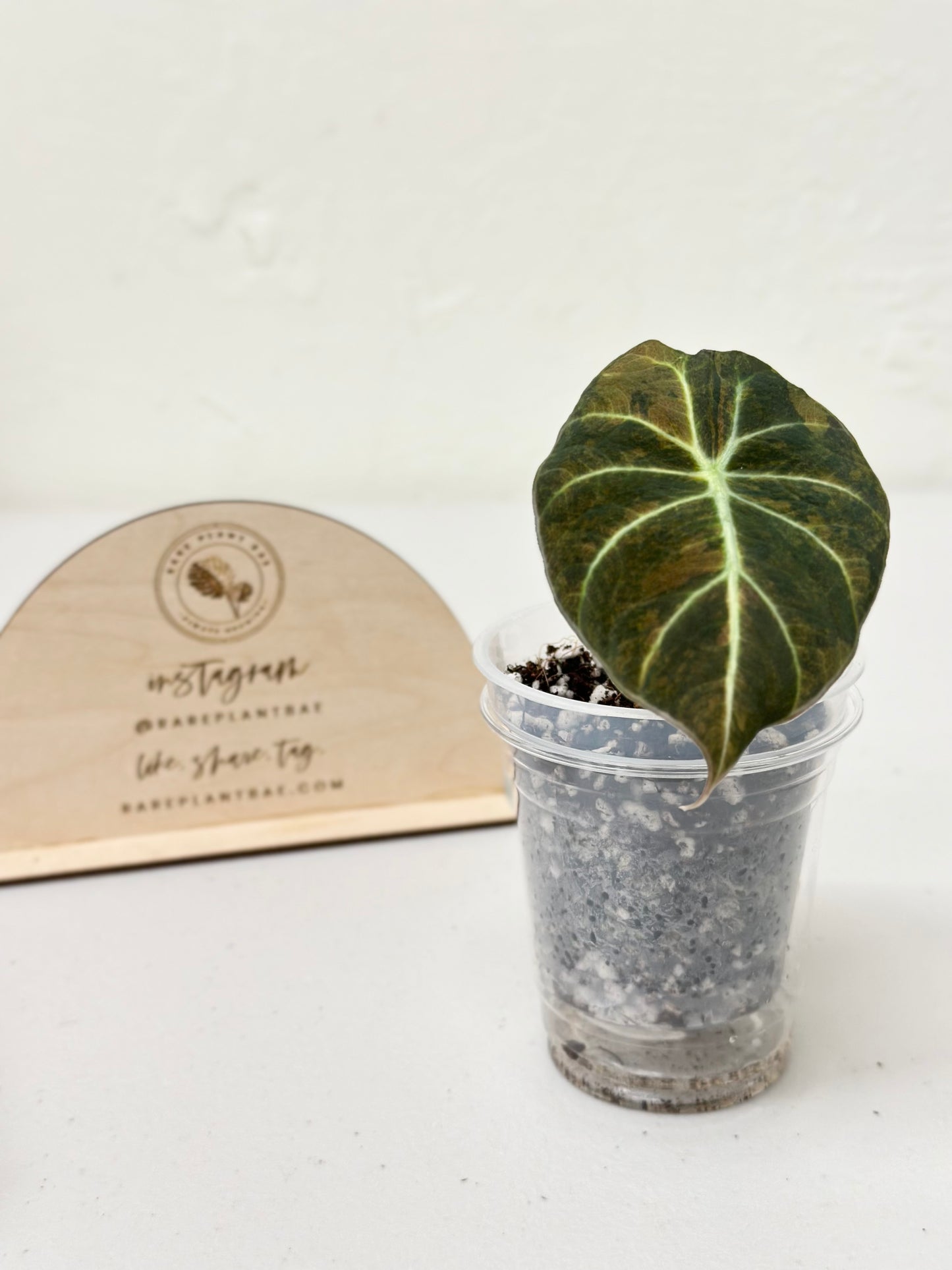 Alocasia Black Velvet Variegated - aurea