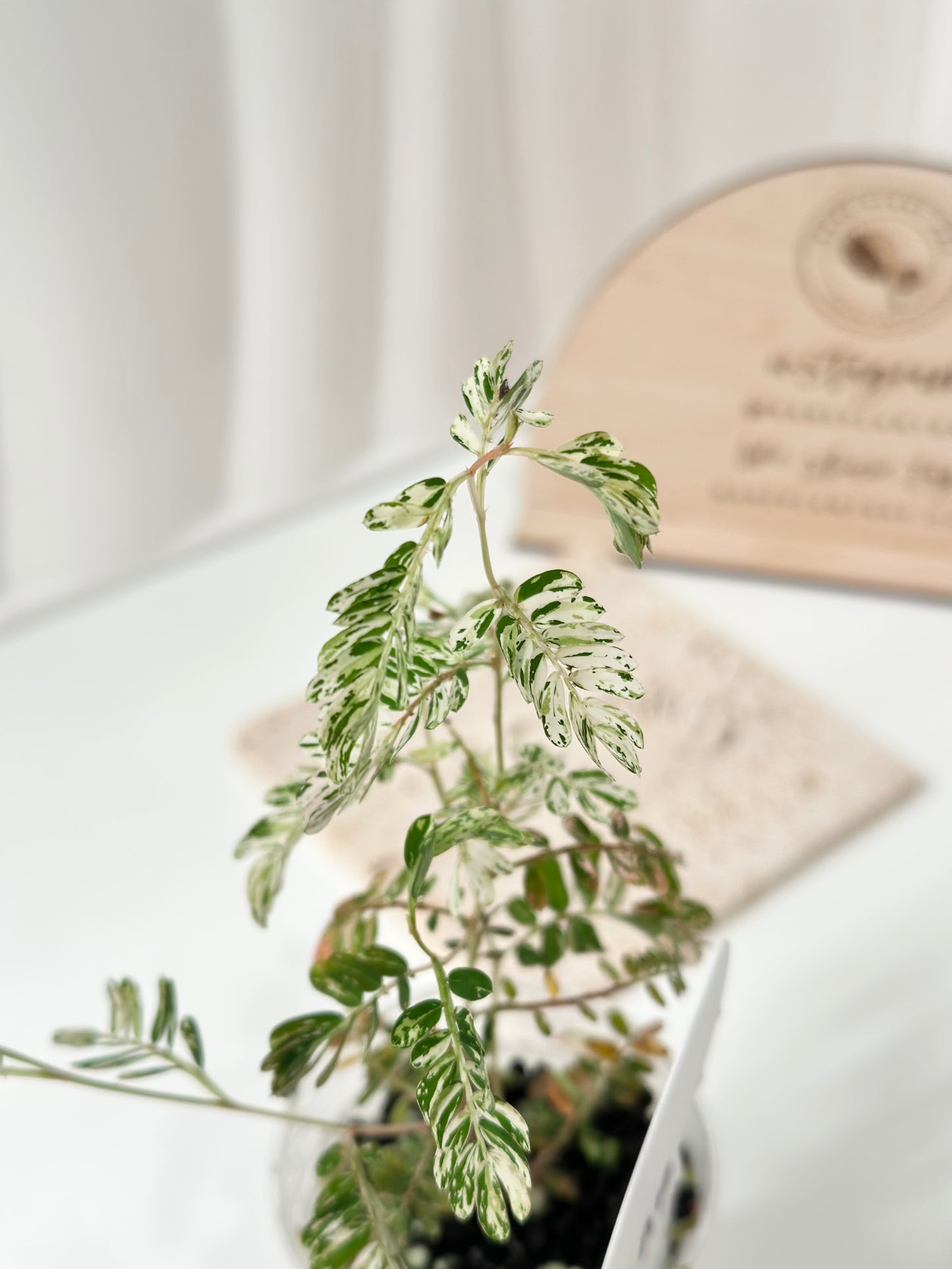 Phyllanthus Urinaria variegated - pink
