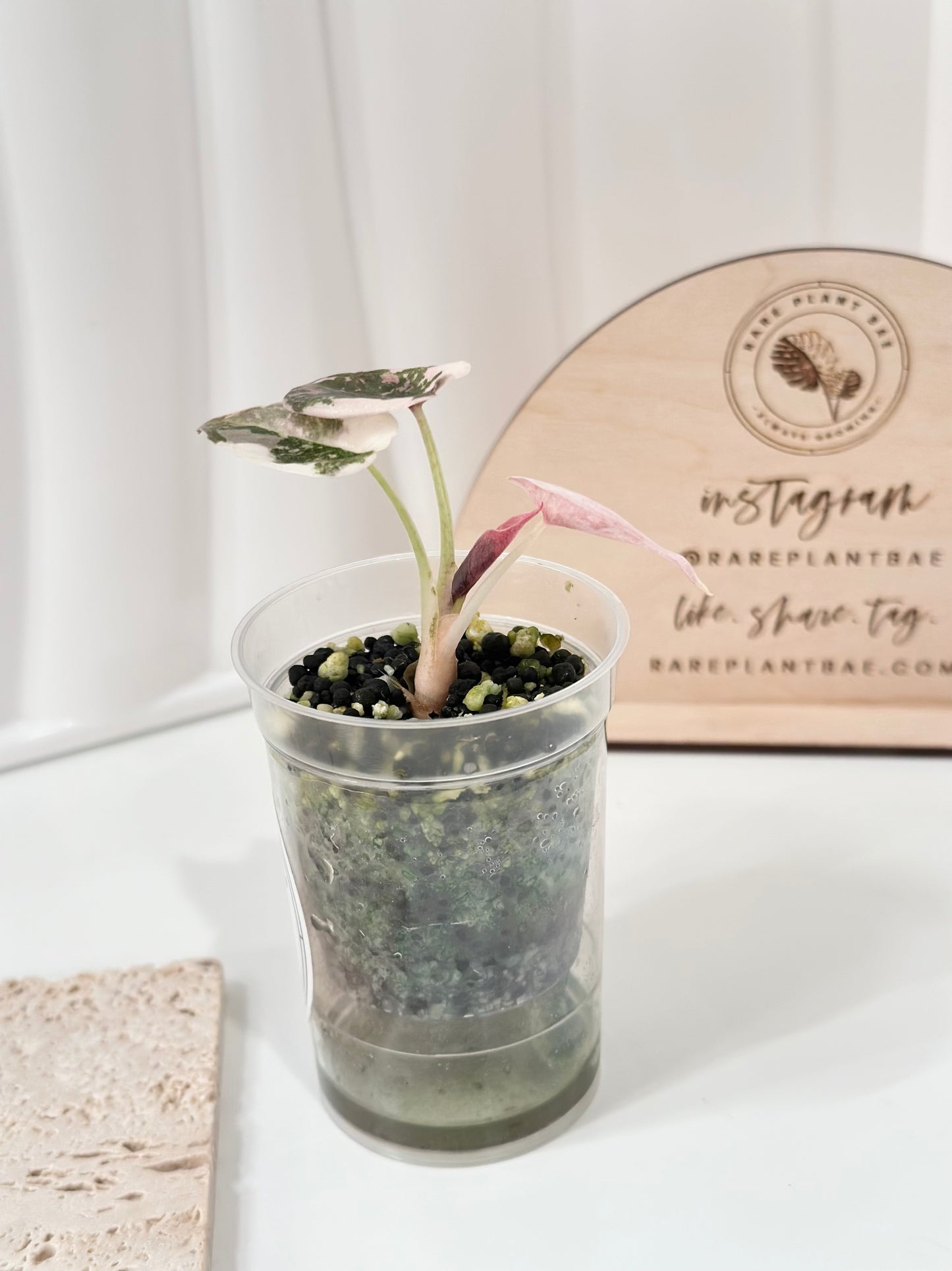 Alocasia Cuprea Variegated - pink marble