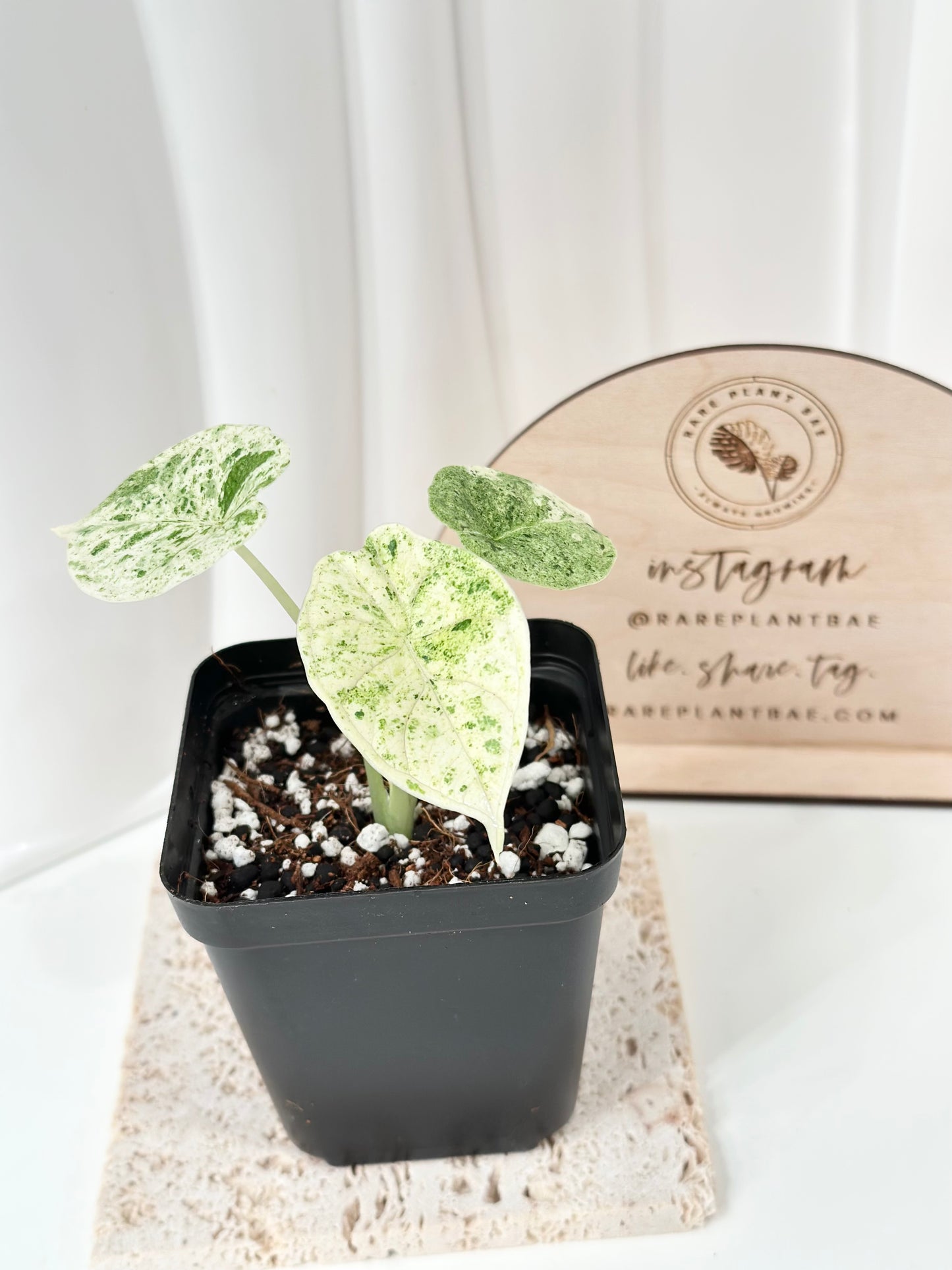 Alocasia Dragon Scale Variegated - mint