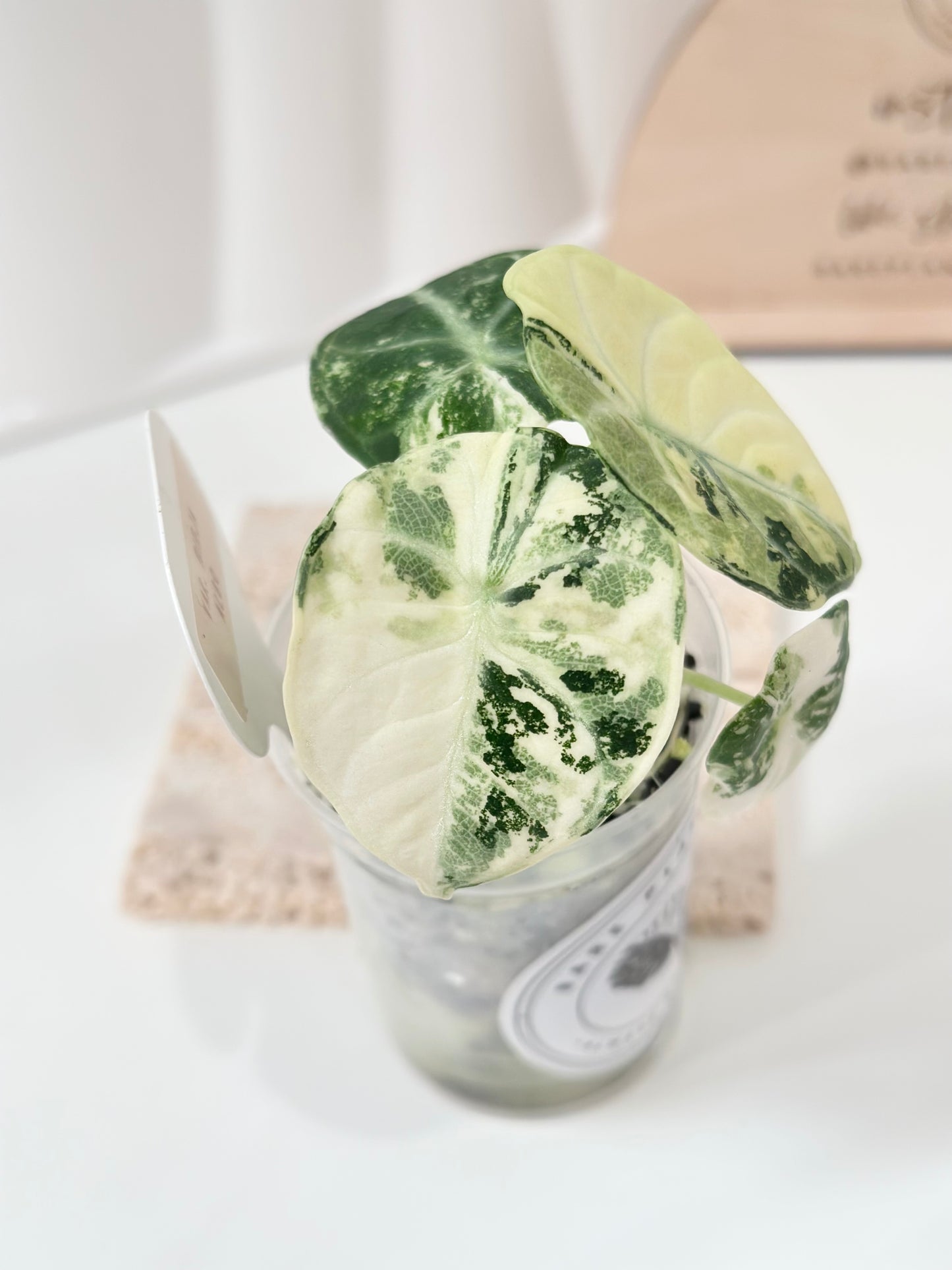 Alocasia Ninja variegated - albo