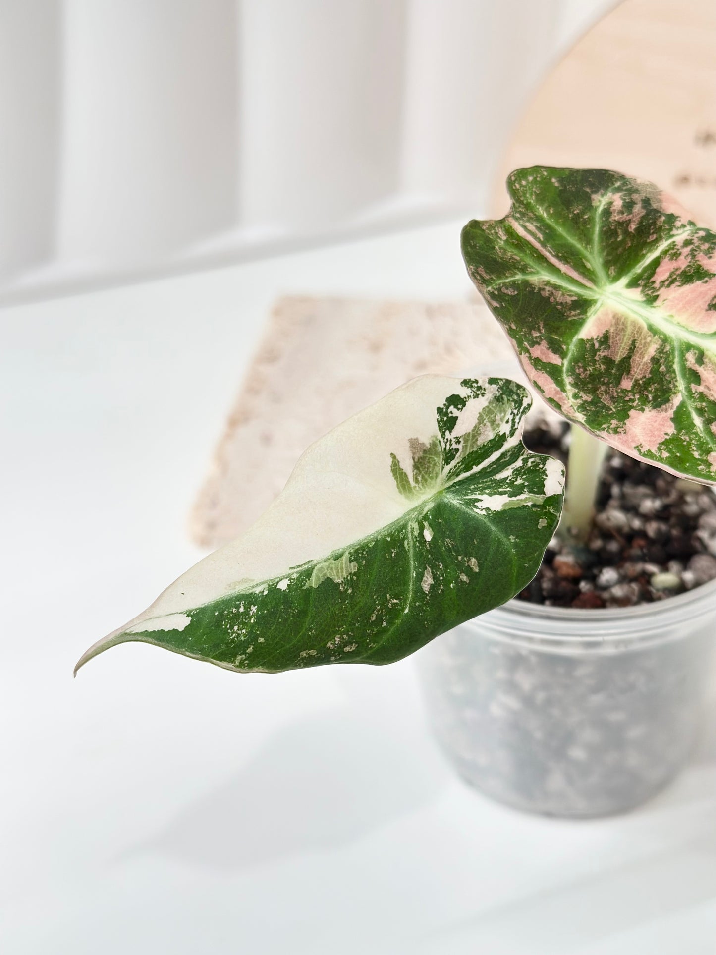 Alocasia Black Velvet Variegated - pink/albo