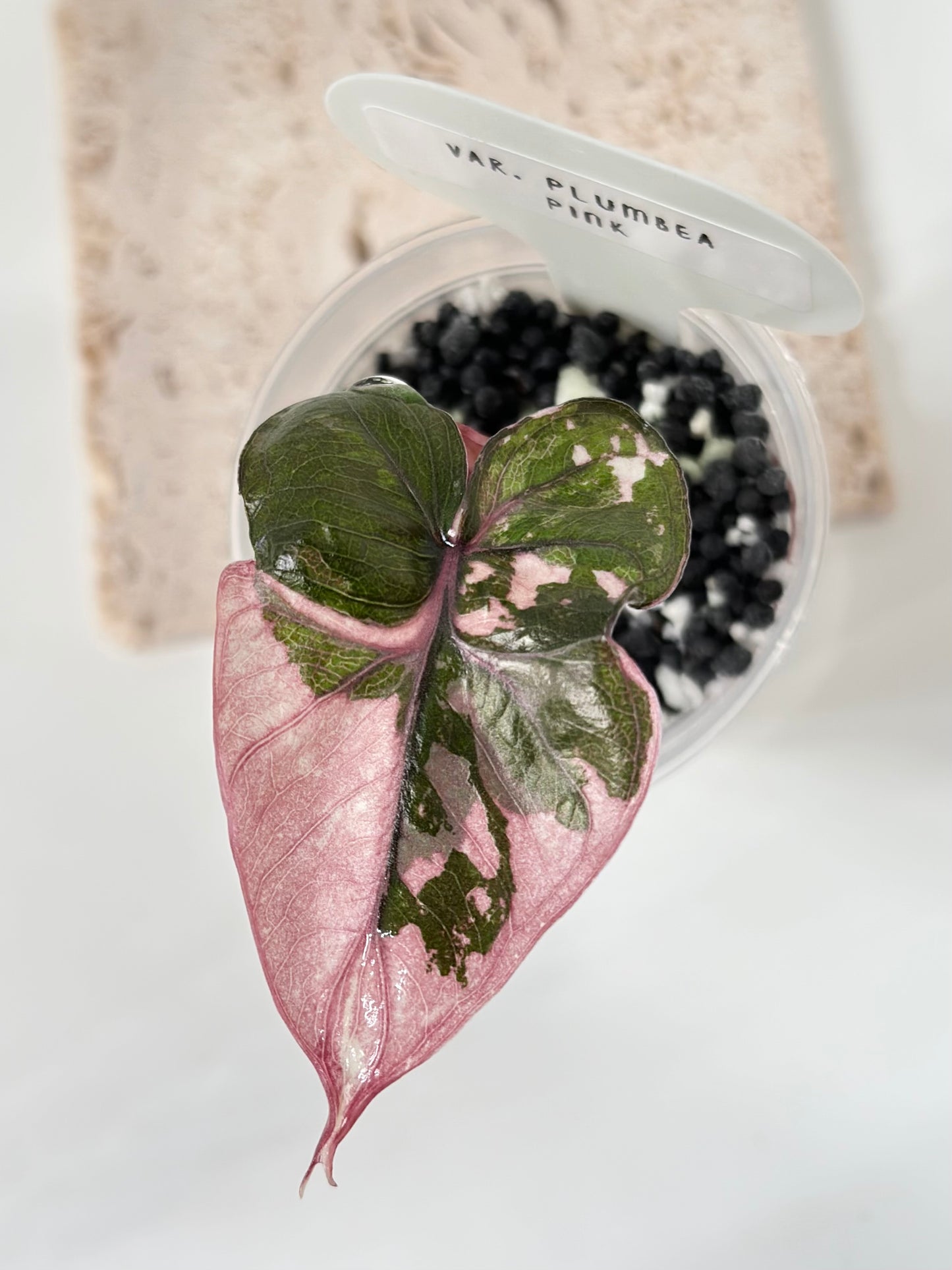 Alocasia Plumbea variegated - pink