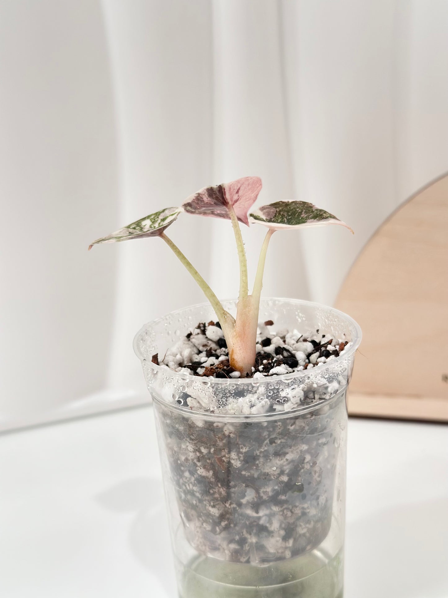 Alocasia Cuprea Variegated - pink marble