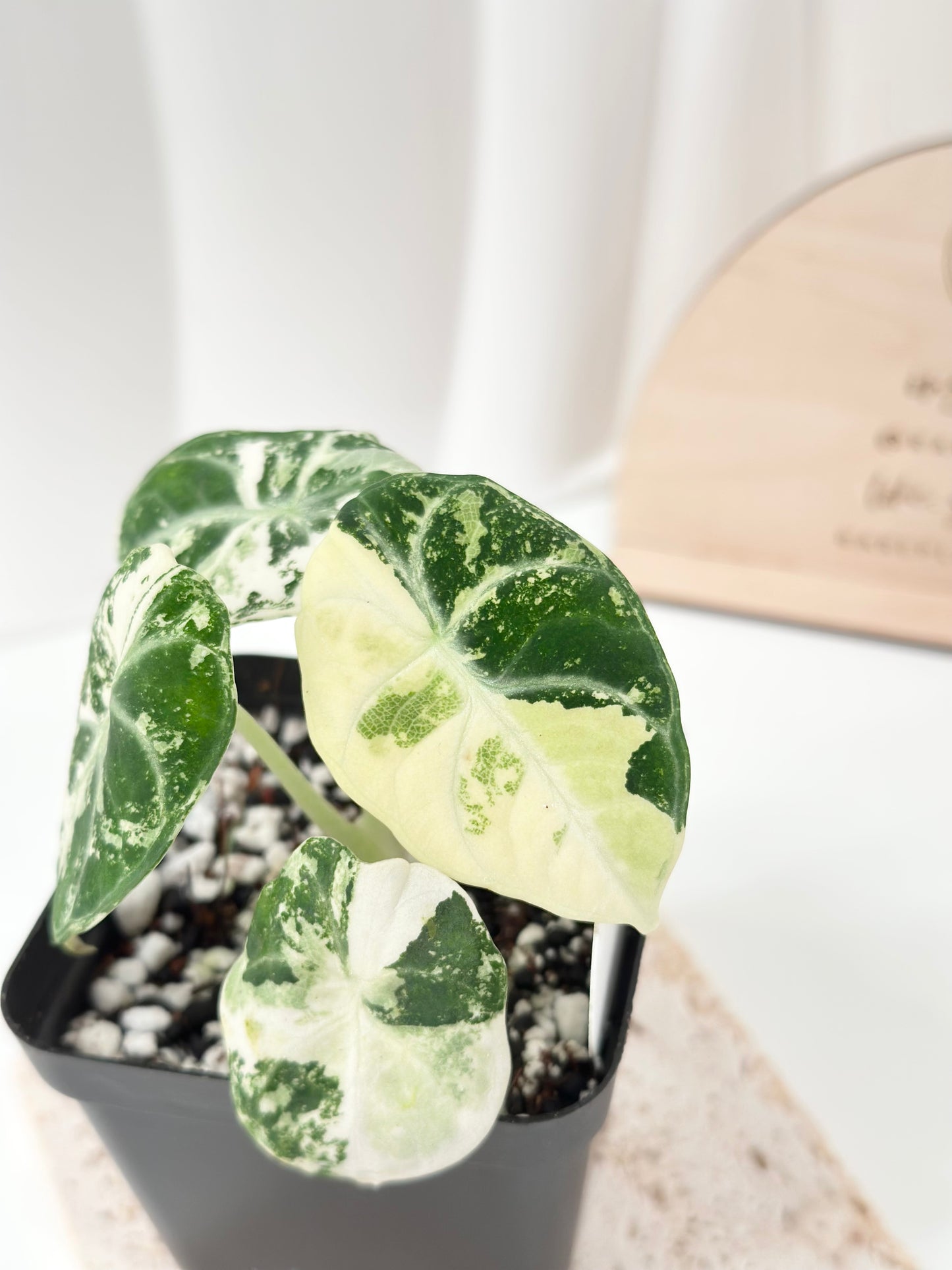 Alocasia Ninja variegated - albo