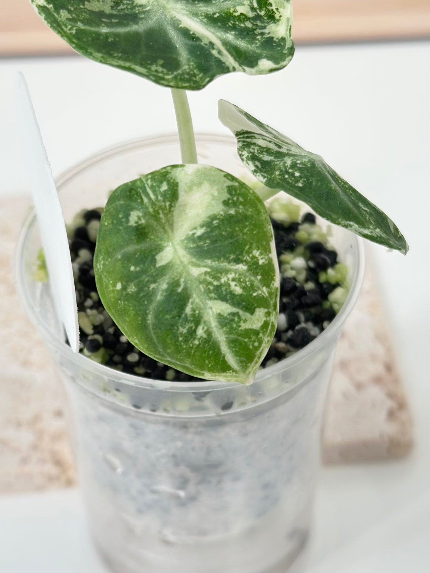 Alocasia Ninja variegated - albo