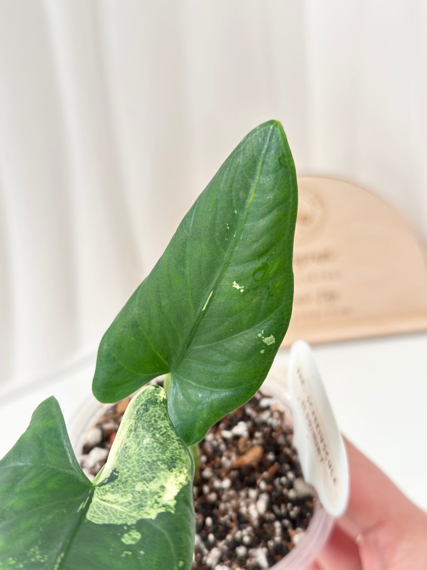 Alocasia Scabriuscula Variegated - albo/mint