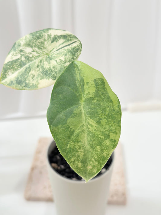 Alocasia Perakensis variegated - aurea *offshoot*