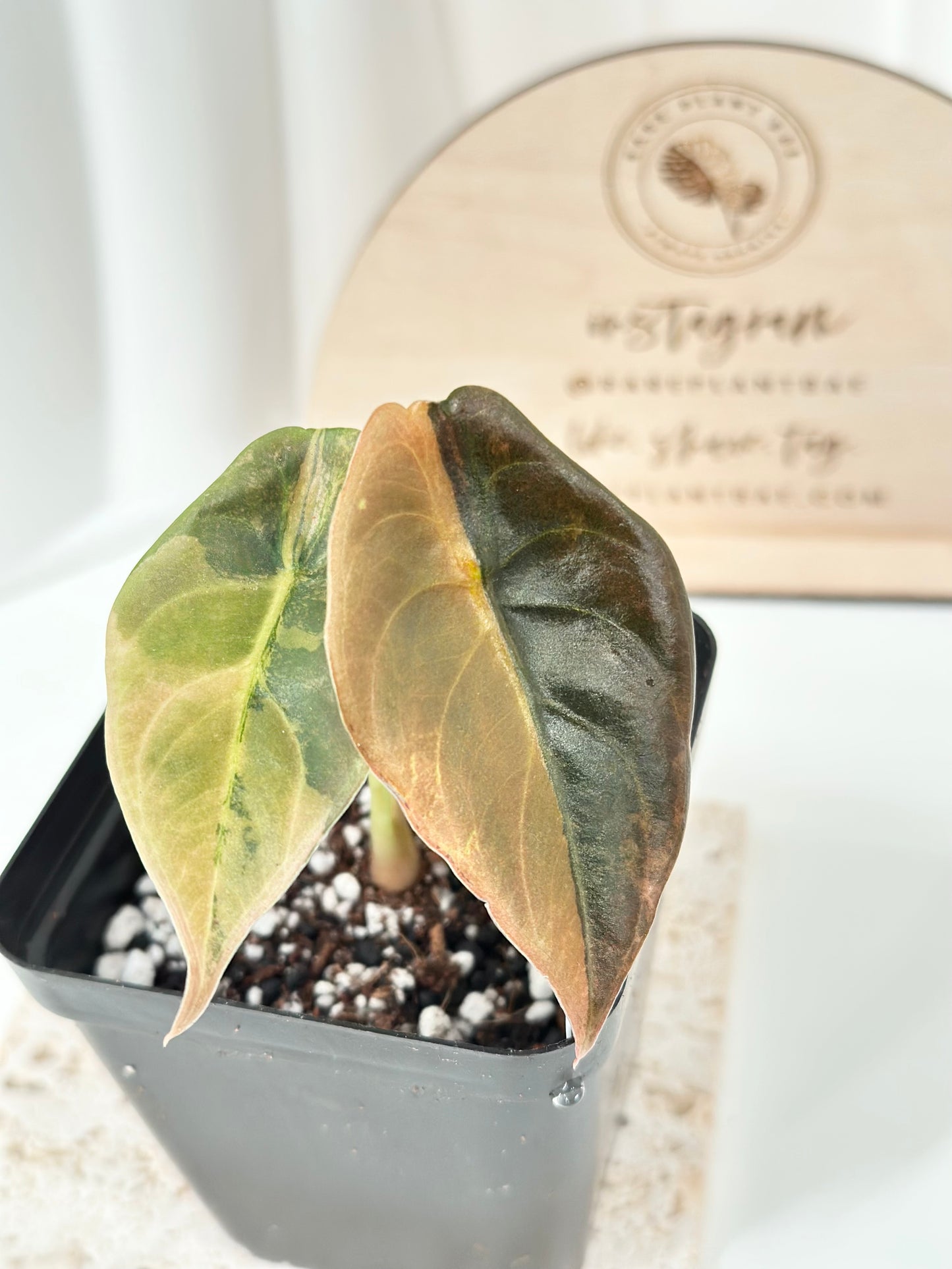 Alocasia Cuprea variegated - "gold latte"/ aurea