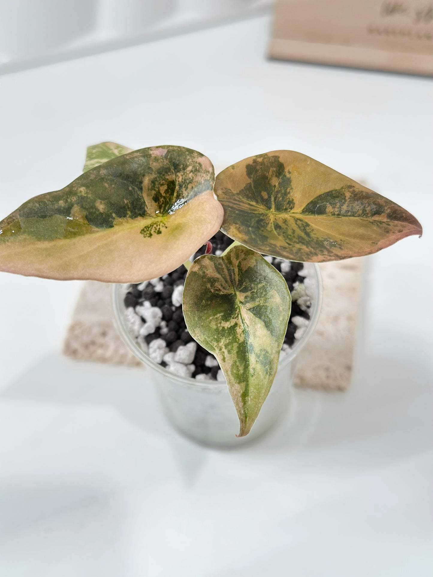 Alocasia Cuprea variegated - "gold latte"/ aurea
