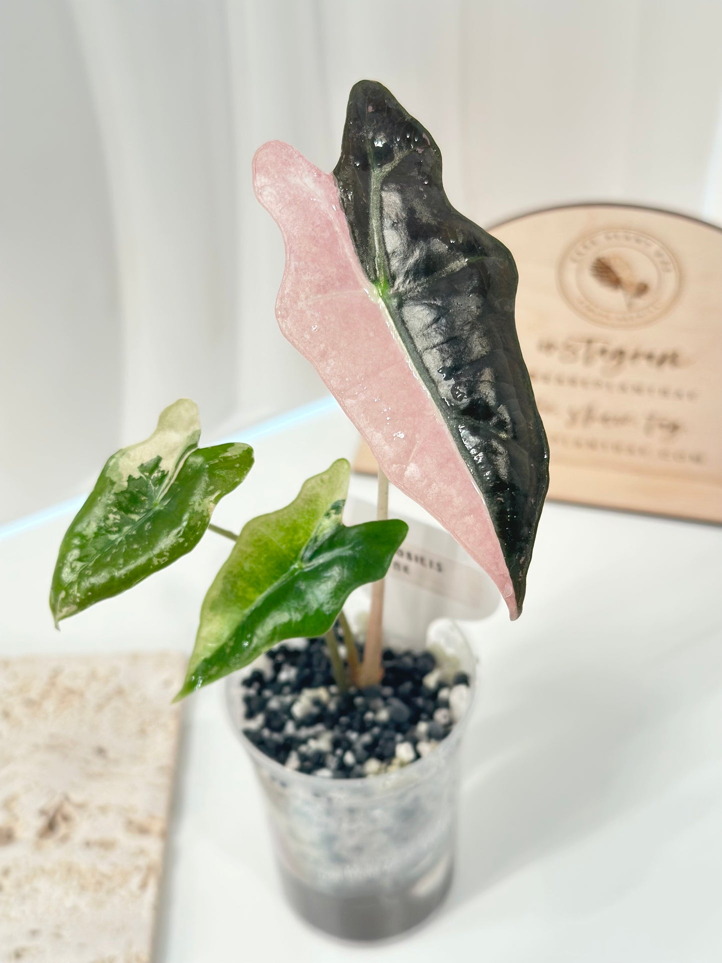 Alocasia Sanderiana "Nobilis K" Variegated - pink