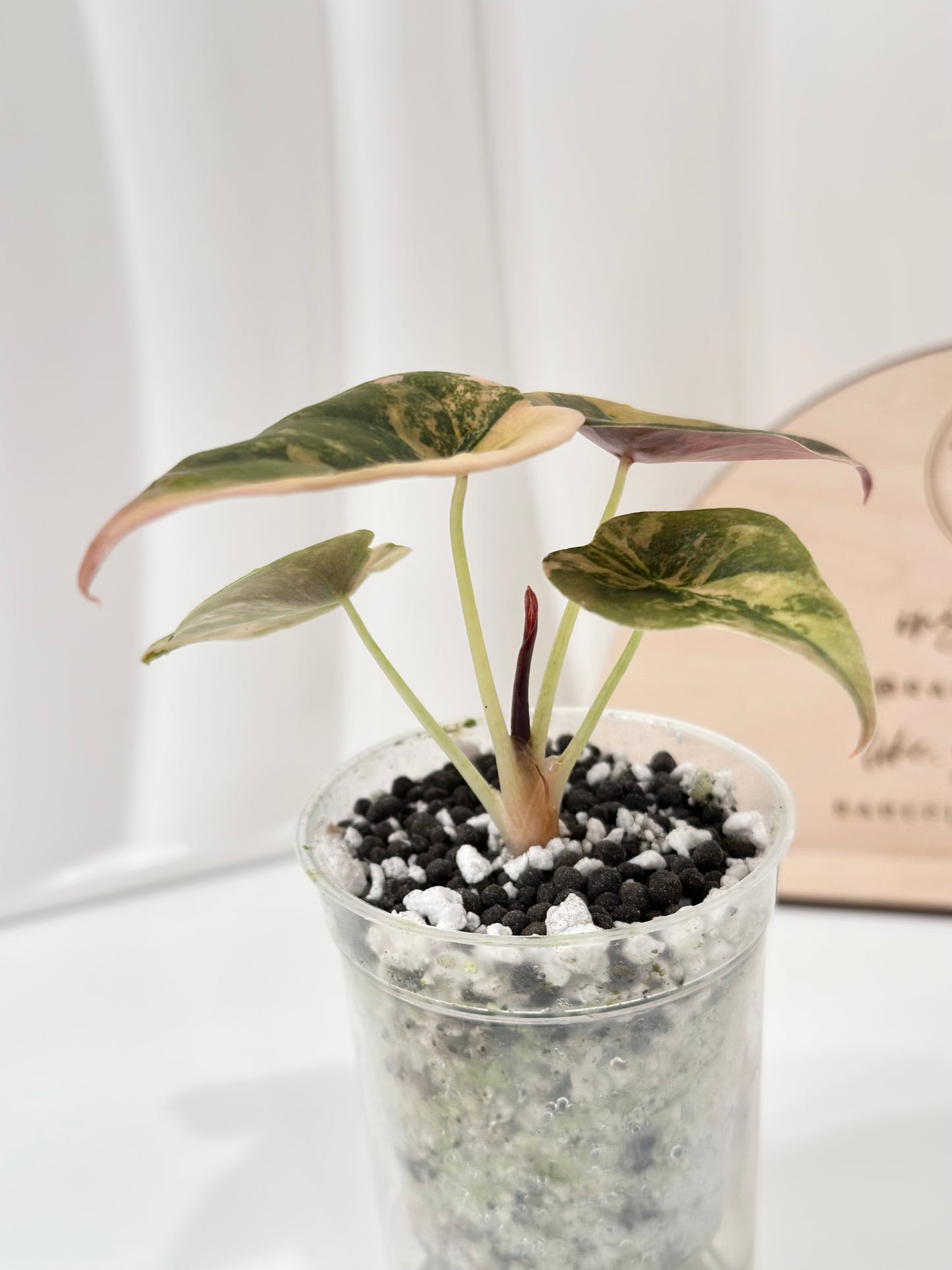 Alocasia Cuprea variegated - "gold latte"/ aurea