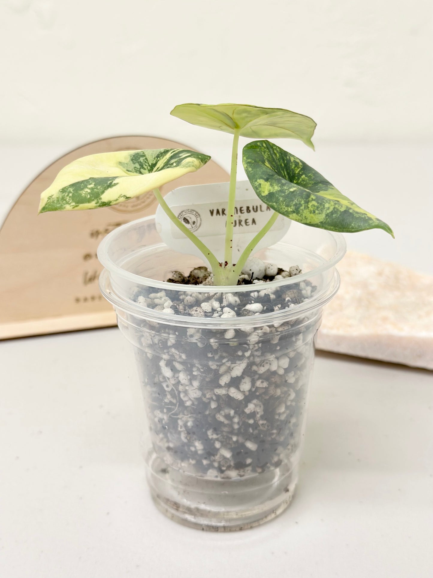 Alocasia Nebula Variegated - aurea