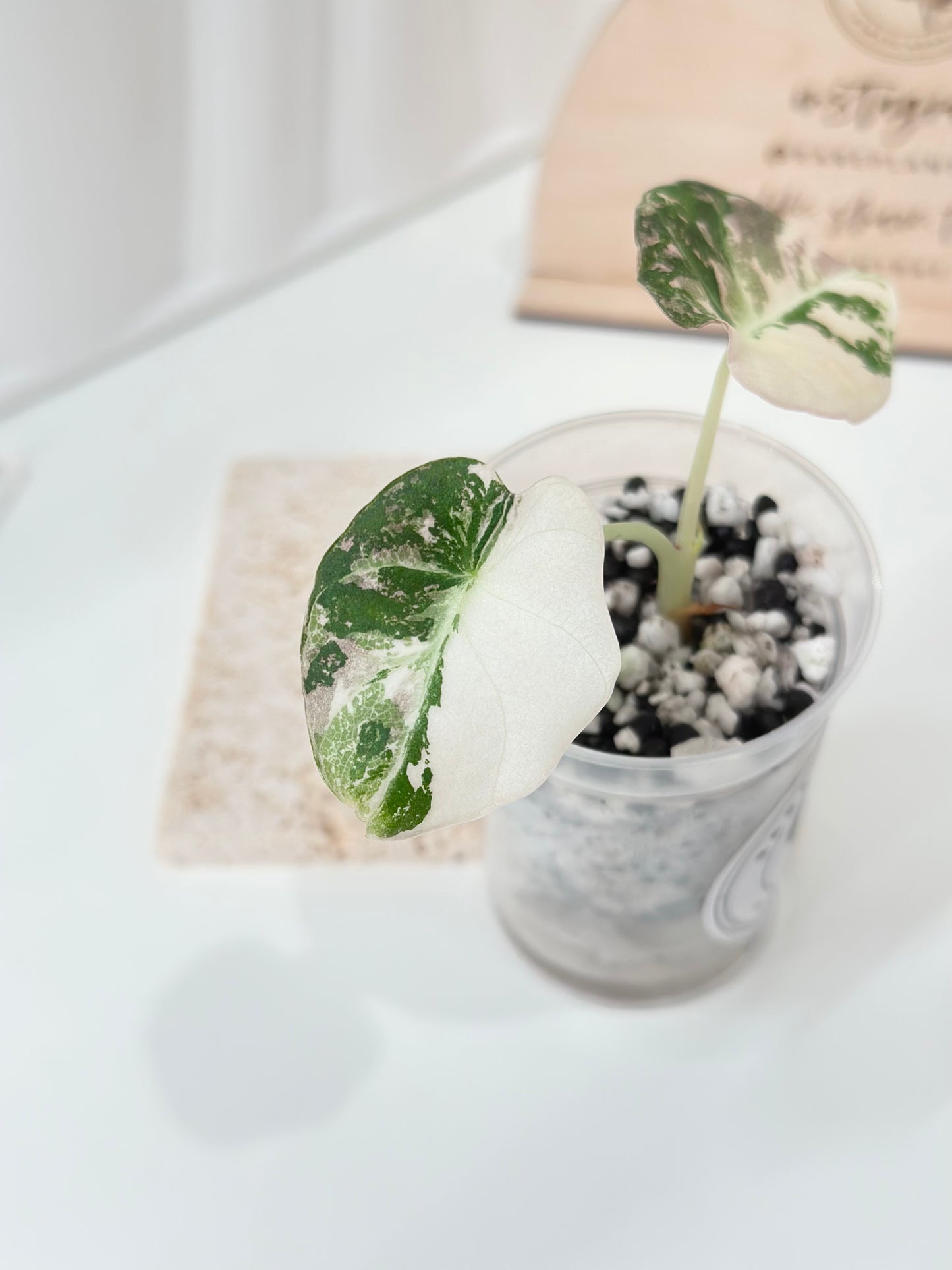 Alocasia Black Velvet Variegated - pink/albo