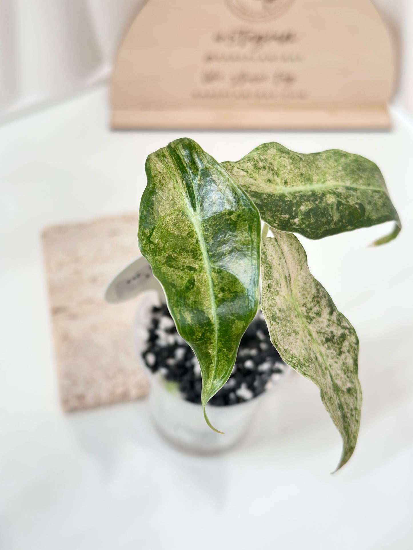 Alocasia Black Satun Variegated - Stardust