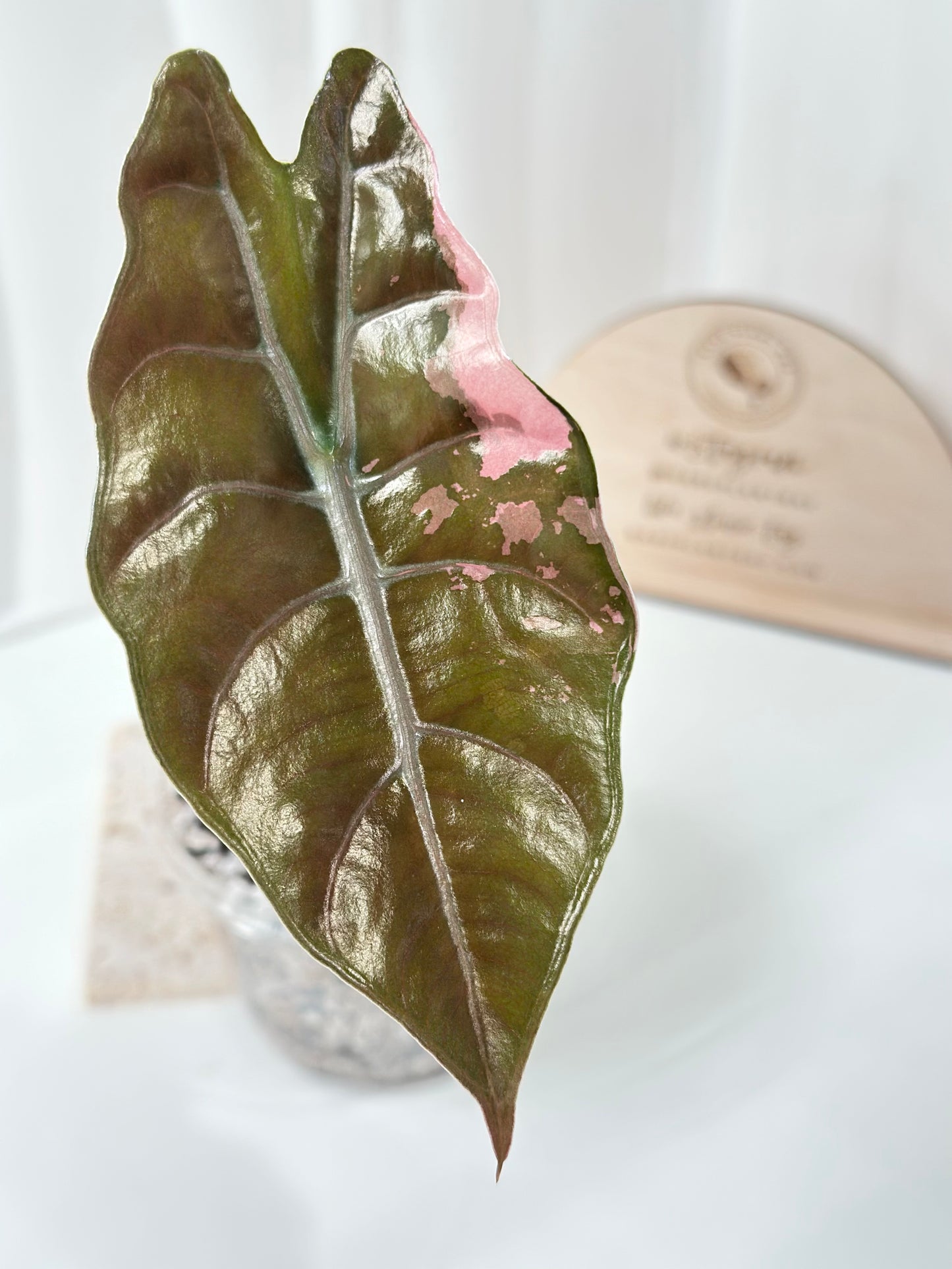 Alocasia Chantrieri Variegated - pink