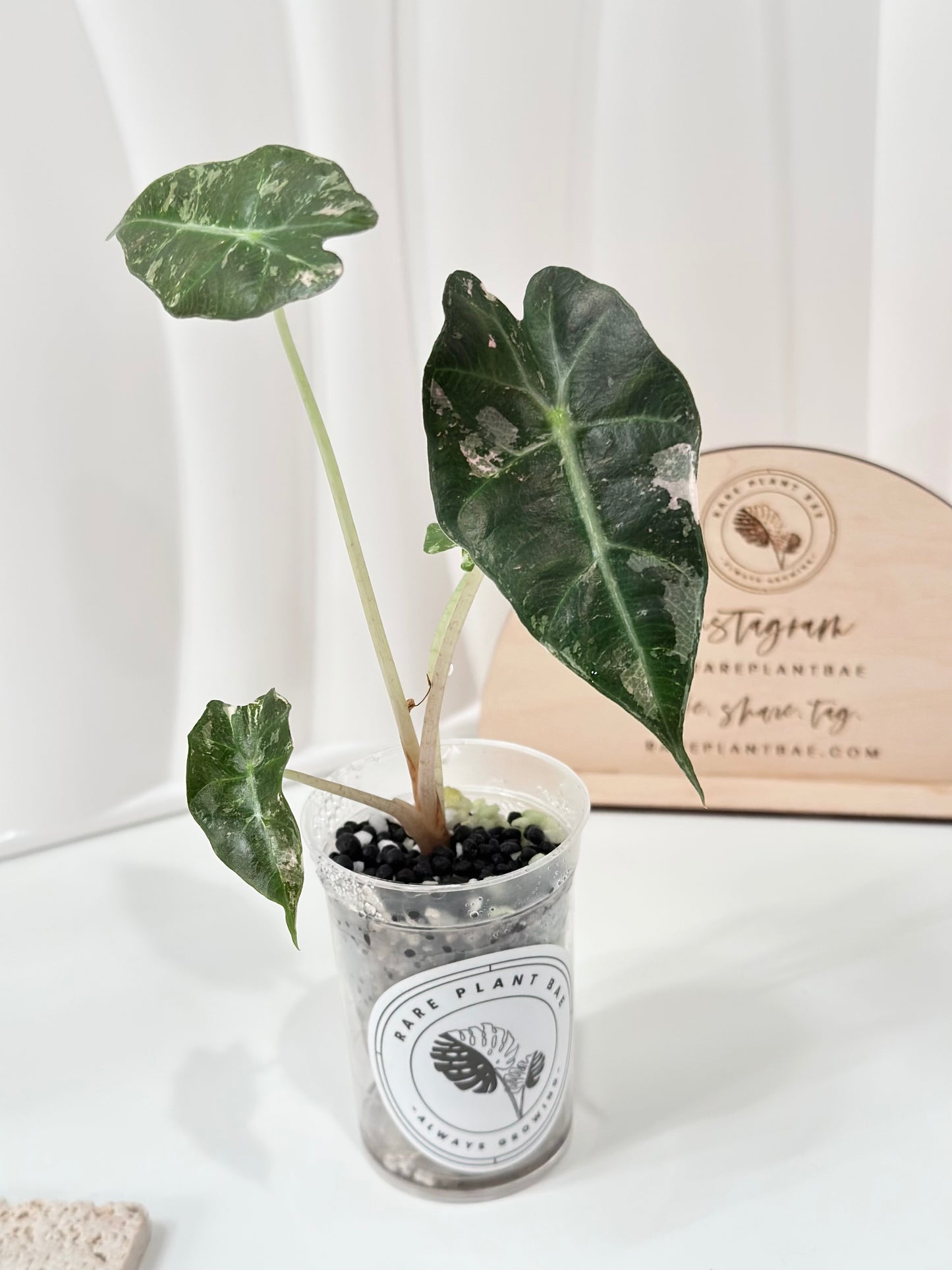 Alocasia Polly variegated - Pink