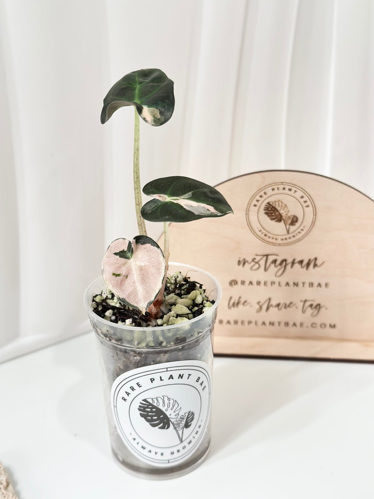 Alocasia Heart Balloon Variegated - Pink