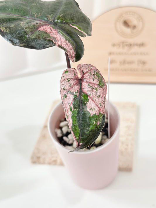 Alocasia Plumbea variegated - pink *special mutation* *corm grown*