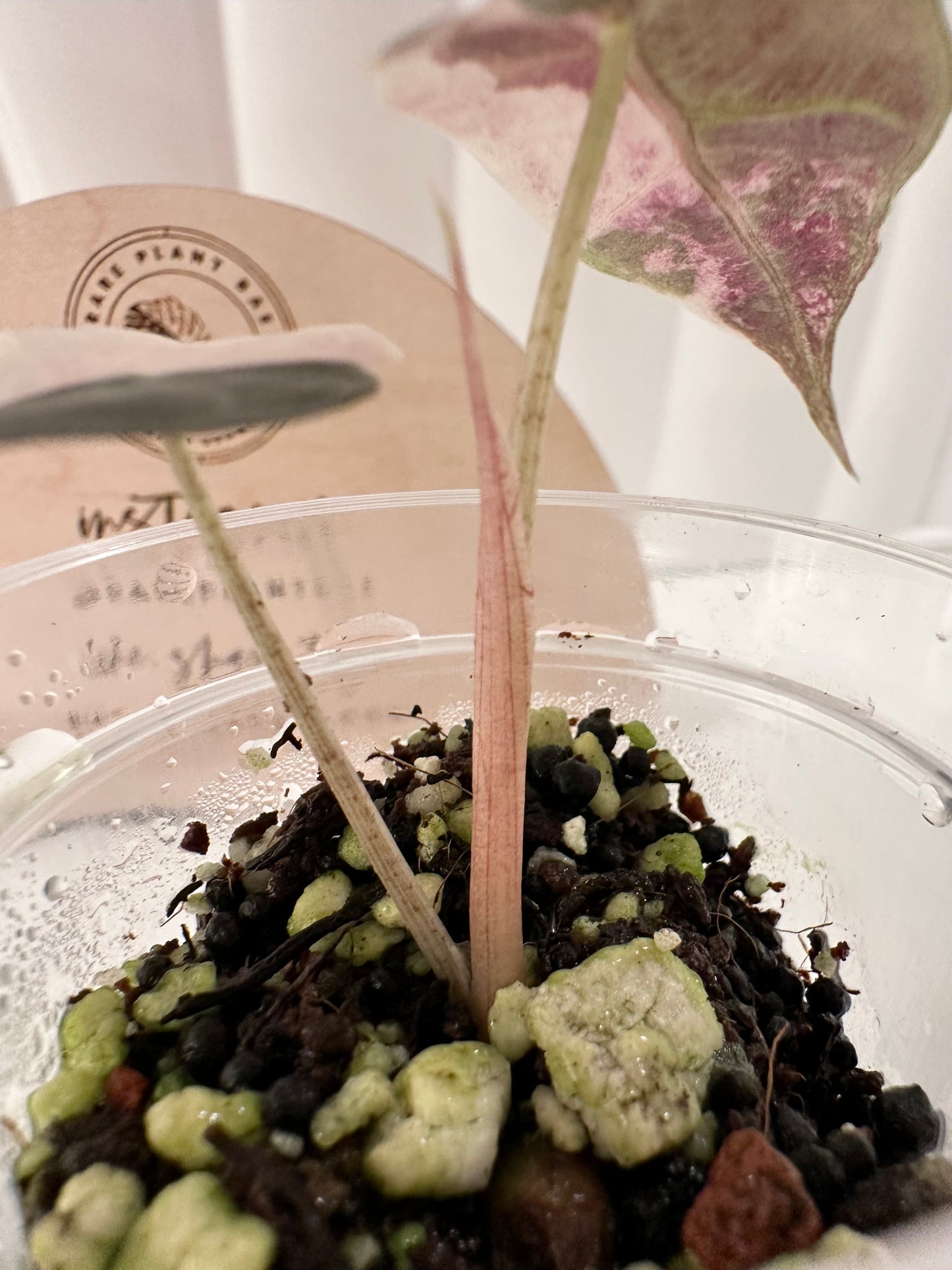 Alocasia Amazonica variegated - pink/albo (true US version)