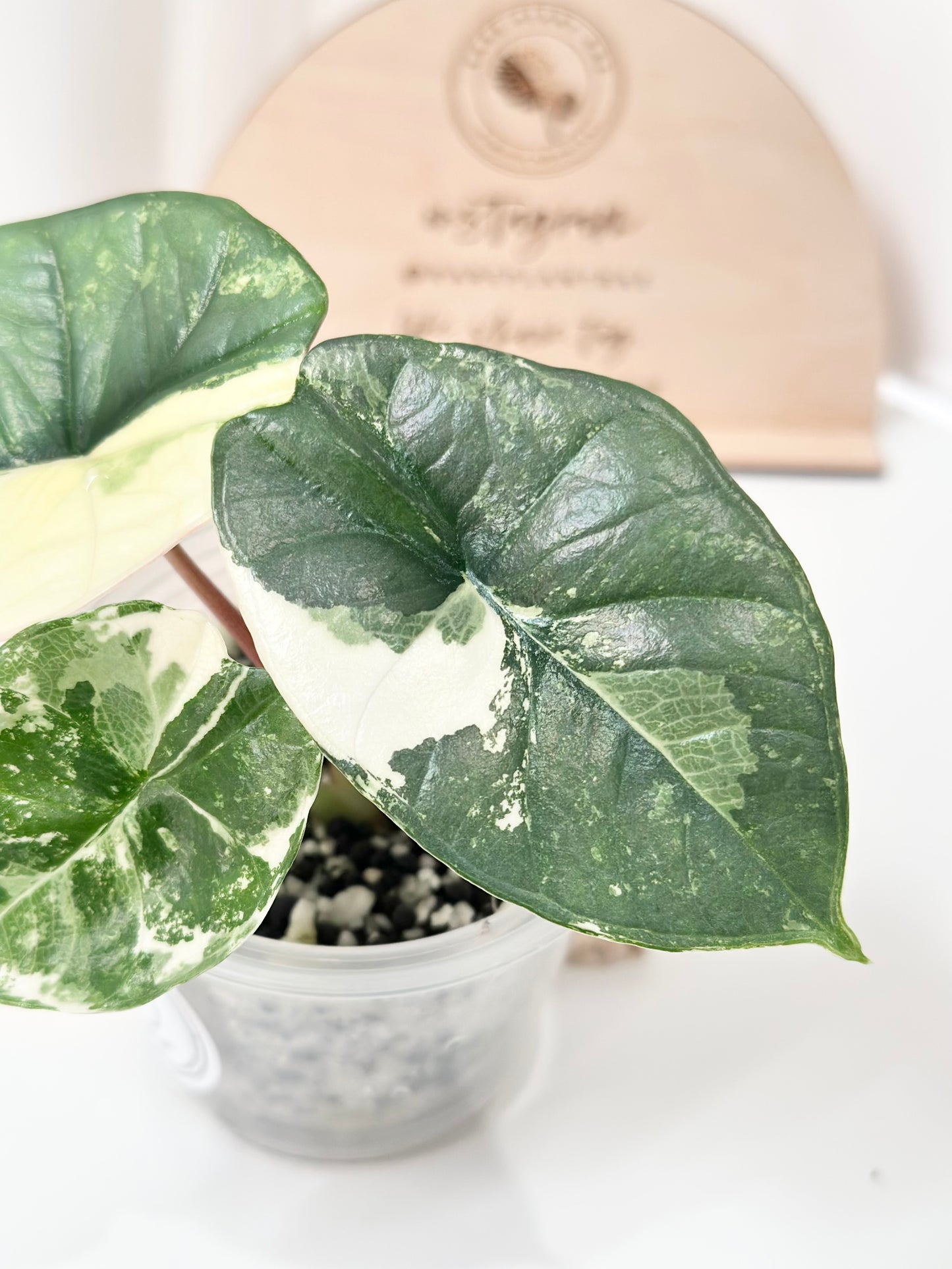 Alocasia Bisma "Platinum" variegated - albo