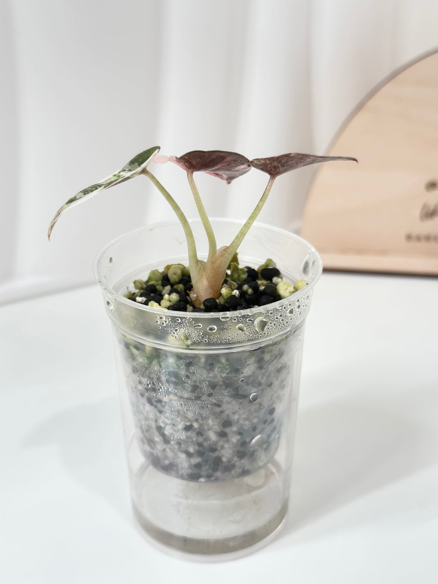 Alocasia Cuprea Variegated - pink marble