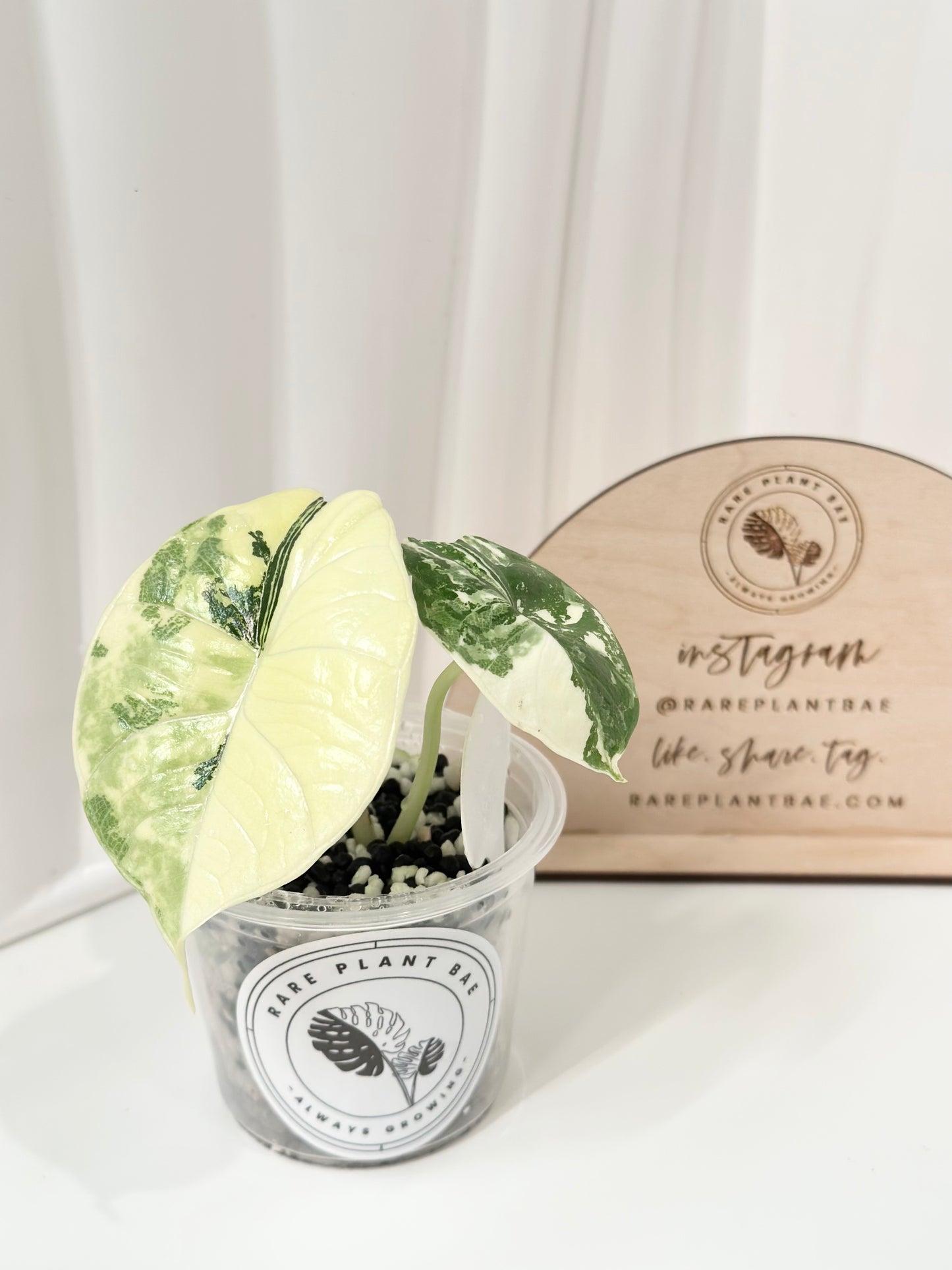 Alocasia Bisma "Platinum" variegated - albo