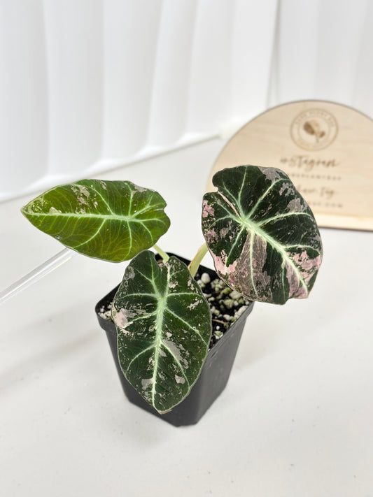 Alocasia Black Velvet Variegated - pink/albo