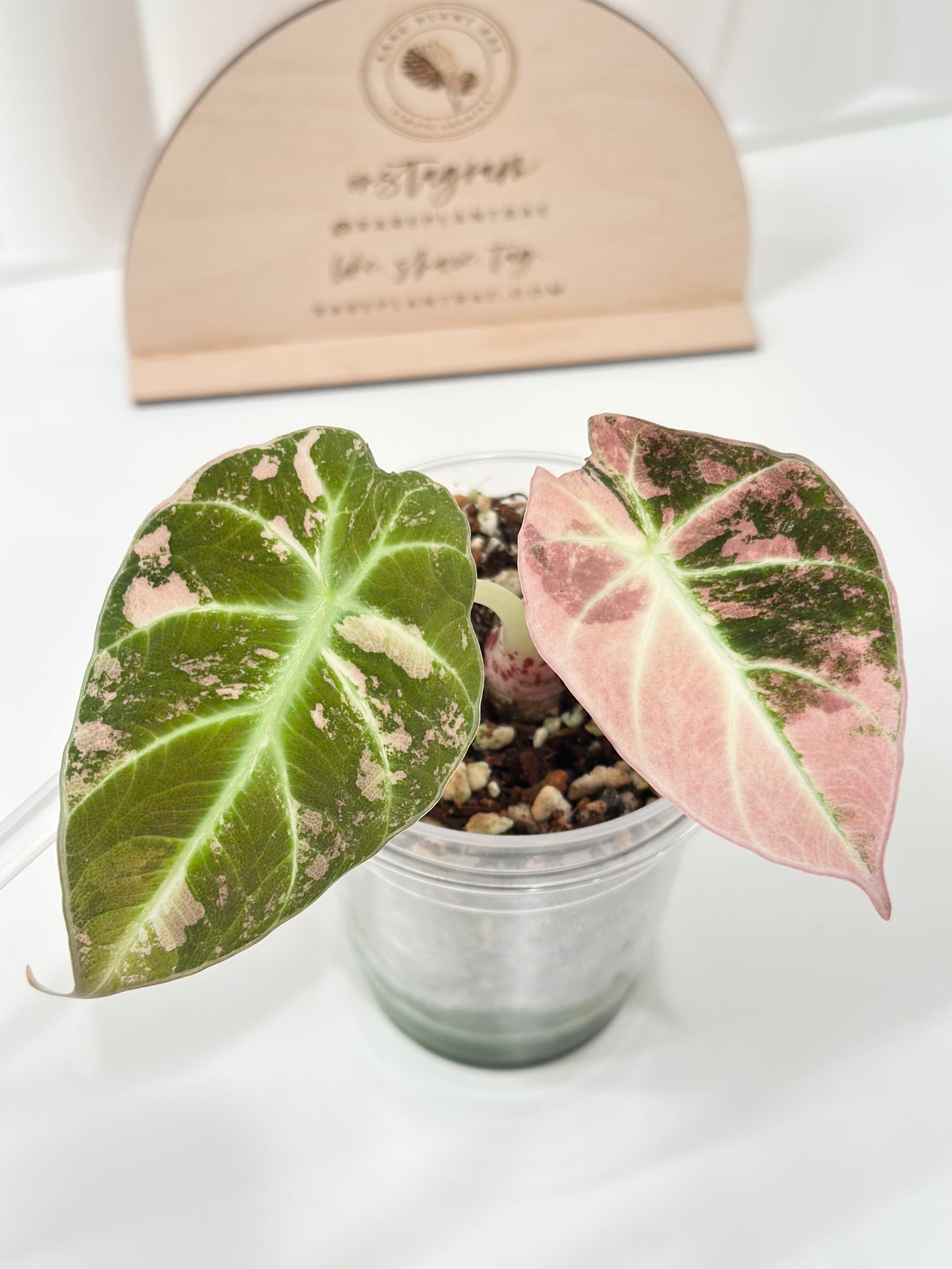 Alocasia Black Velvet Variegated - pink/albo (corming)