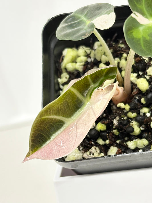 Alocasia Heart Balloon Variegated - Pink