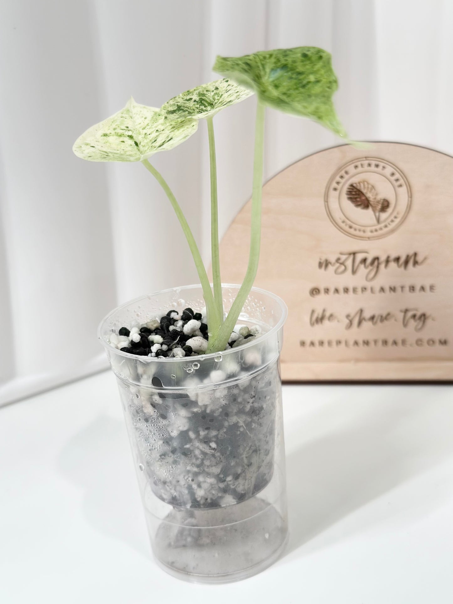 Alocasia Dragon Scale Variegated (Mint)