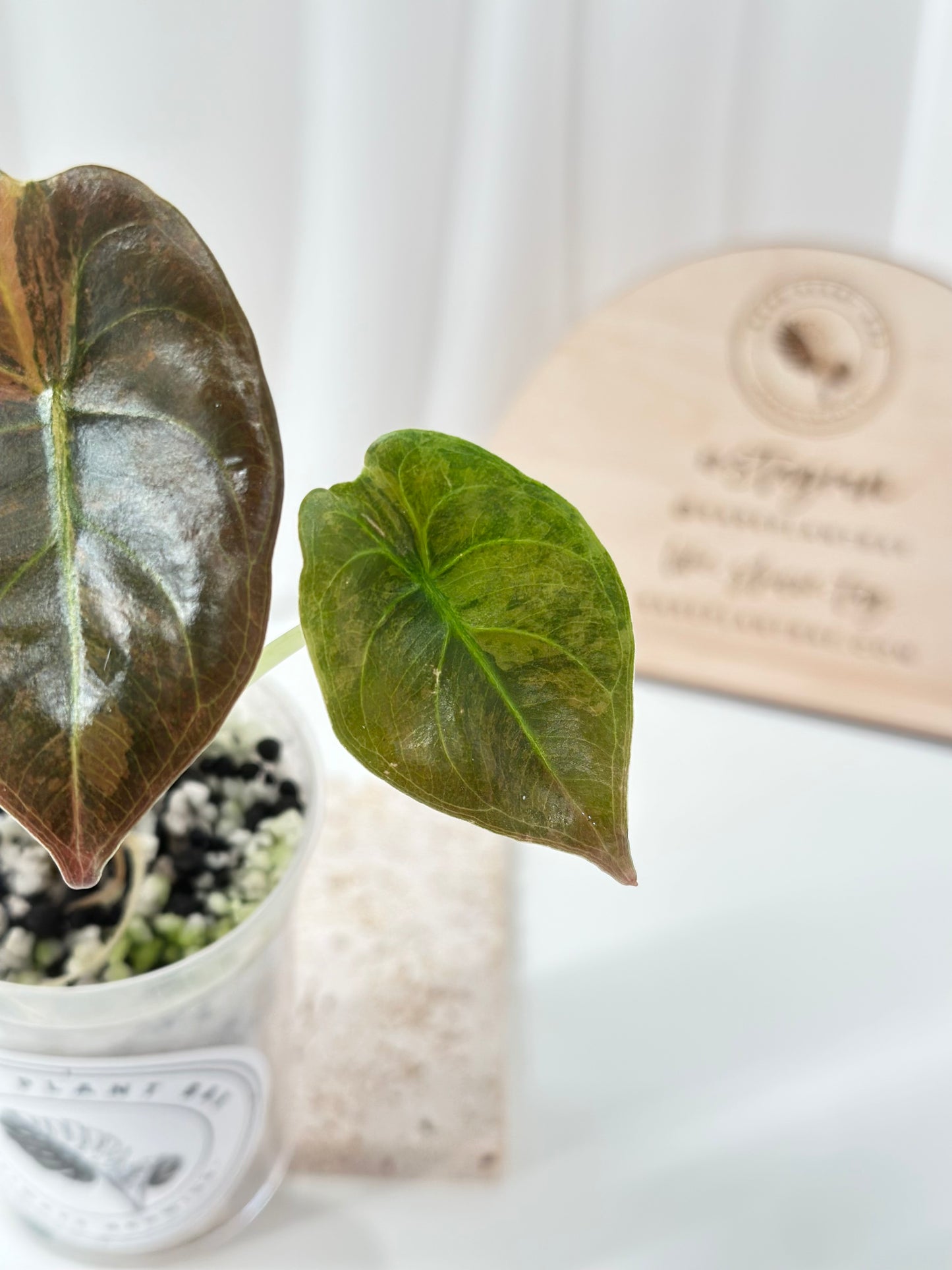 Alocasia Cuprea variegated - "caramel latte"/ aurea