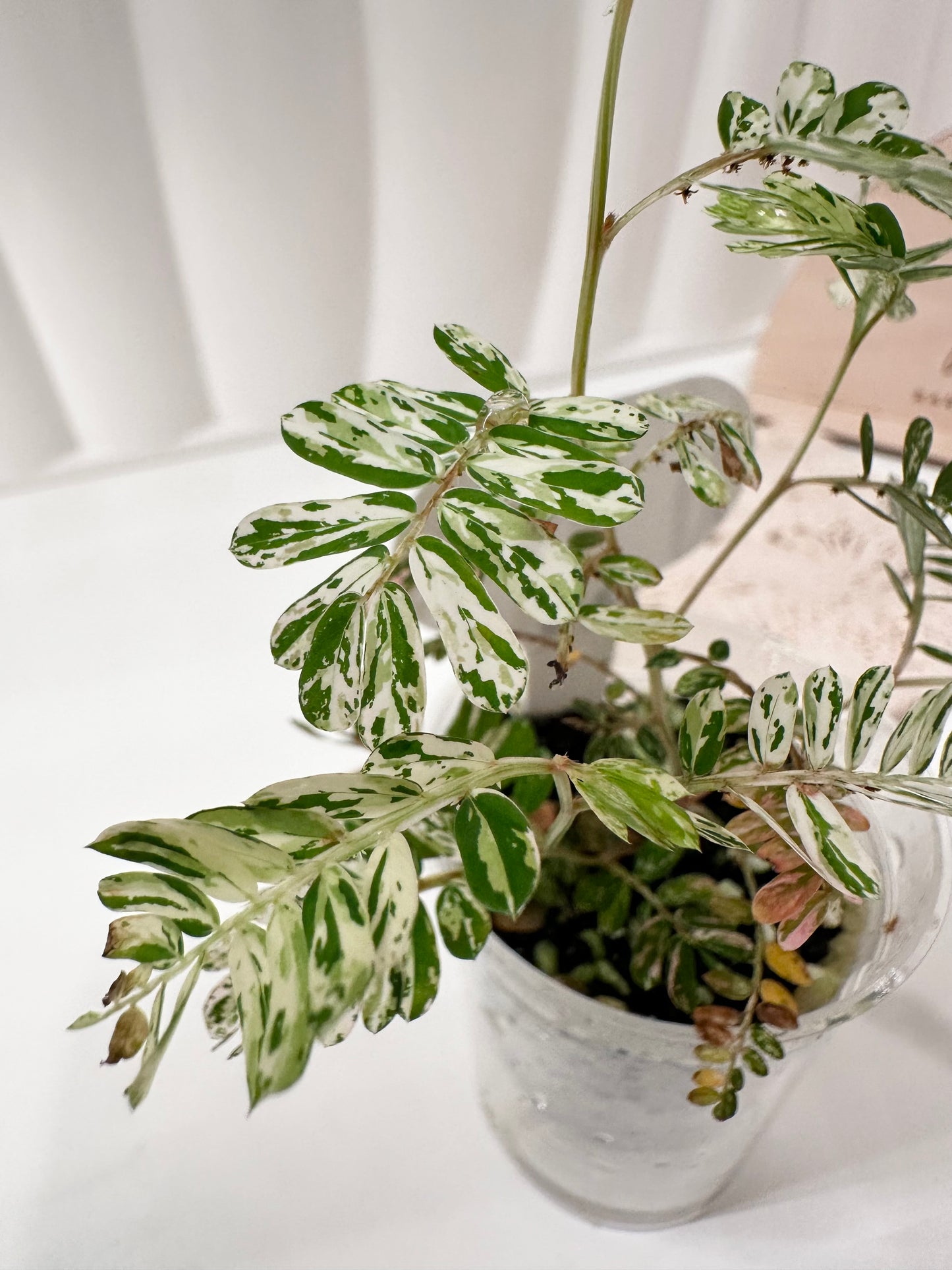 Phyllanthus Urinaria variegated - pink