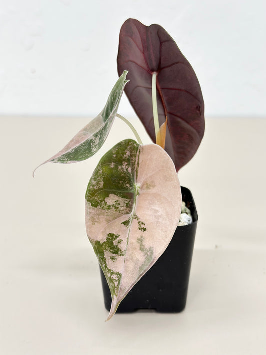 Alocasia Sedenii variegated - aurea