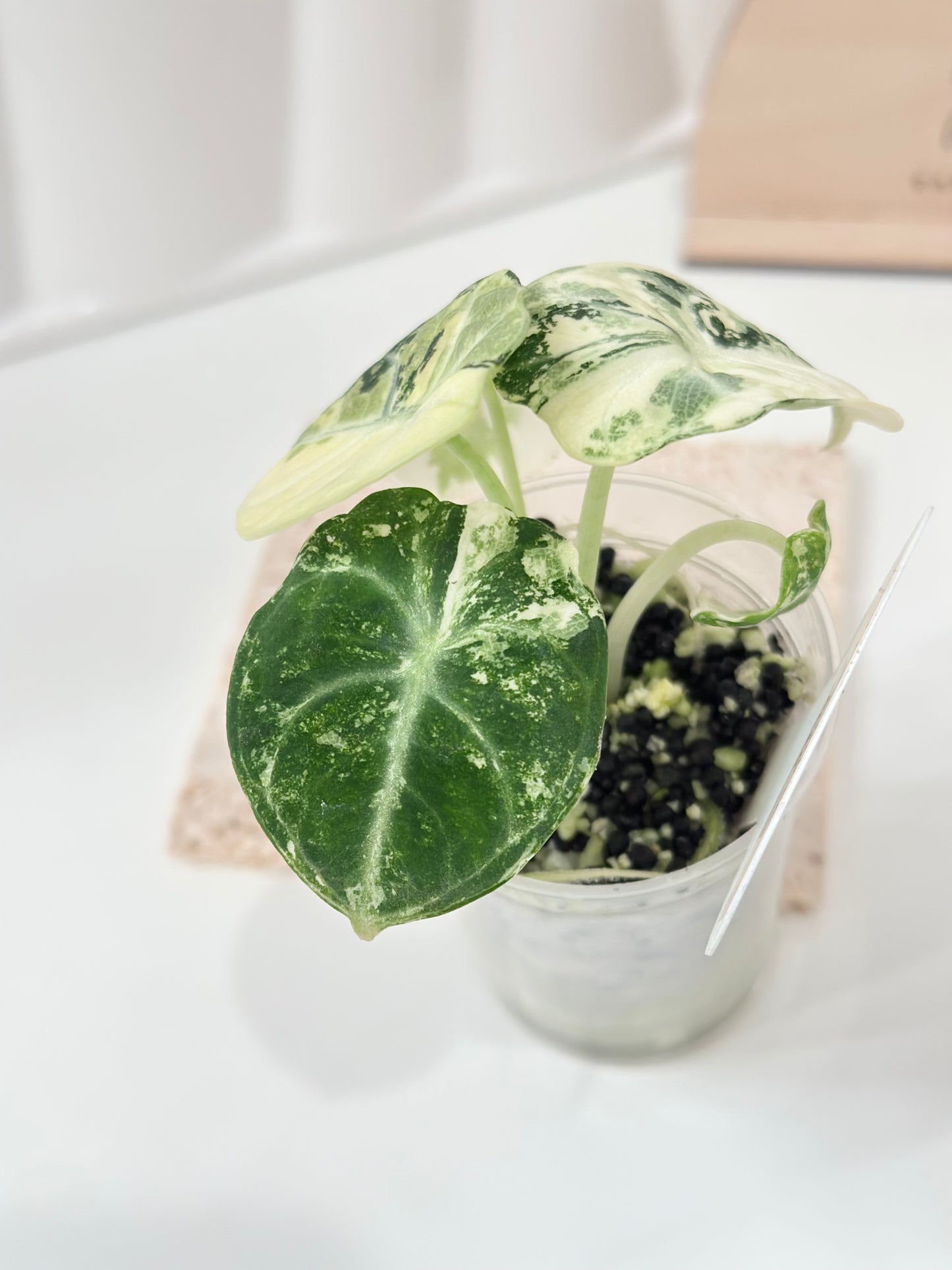 Alocasia Ninja variegated - albo