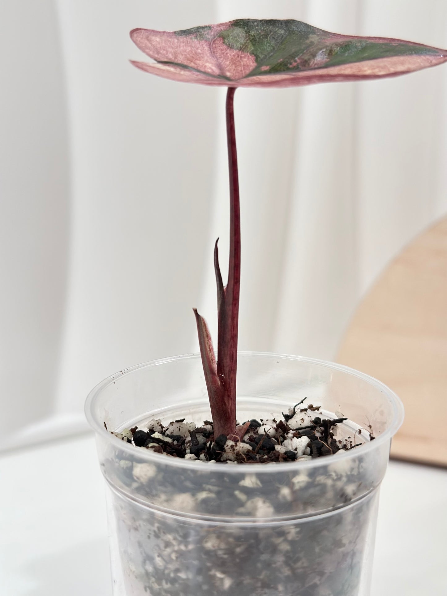 Alocasia Plumbea variegated - pink