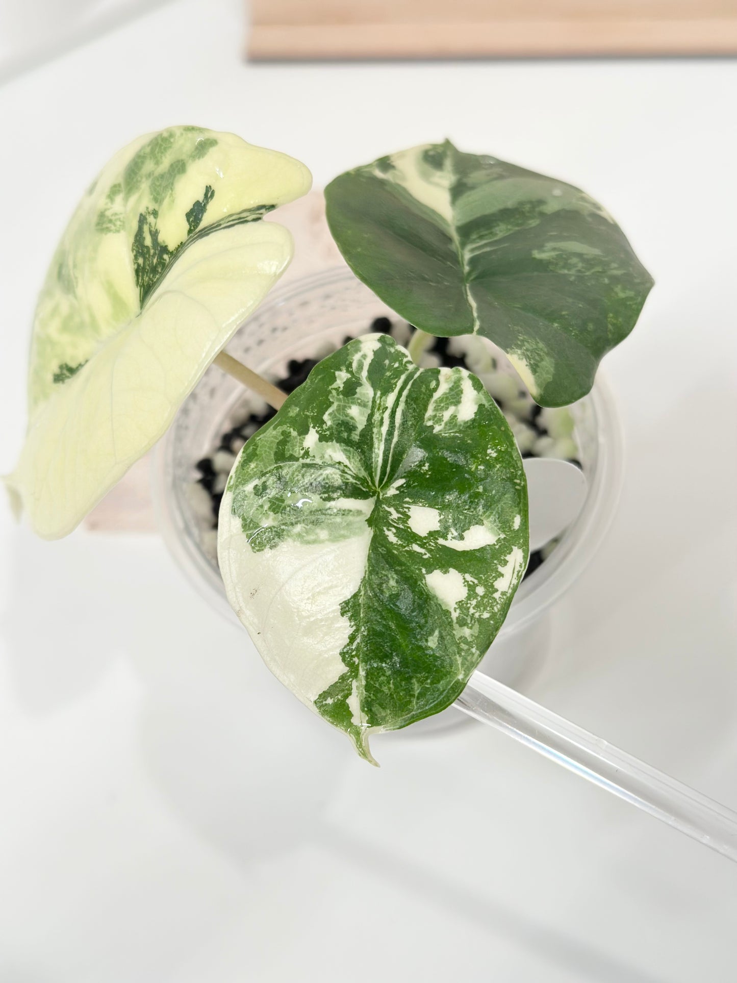 Alocasia Bisma "Platinum" variegated - albo