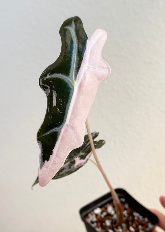 Alocasia Sanderiana "Nobilis K" Variegated - pink