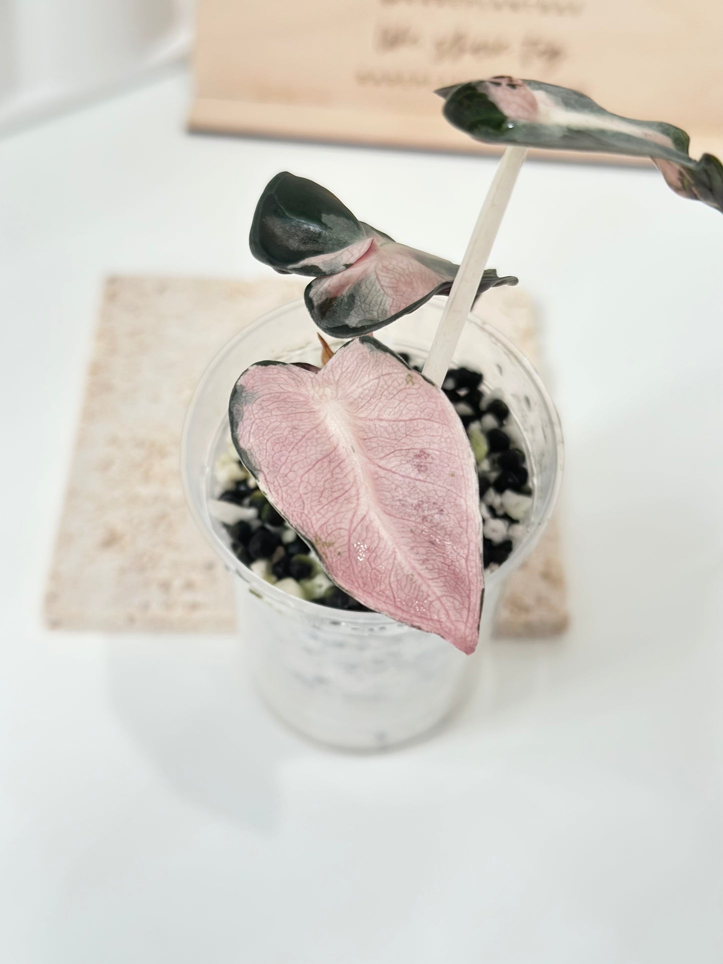 Alocasia Heart Balloon Variegated - Pink