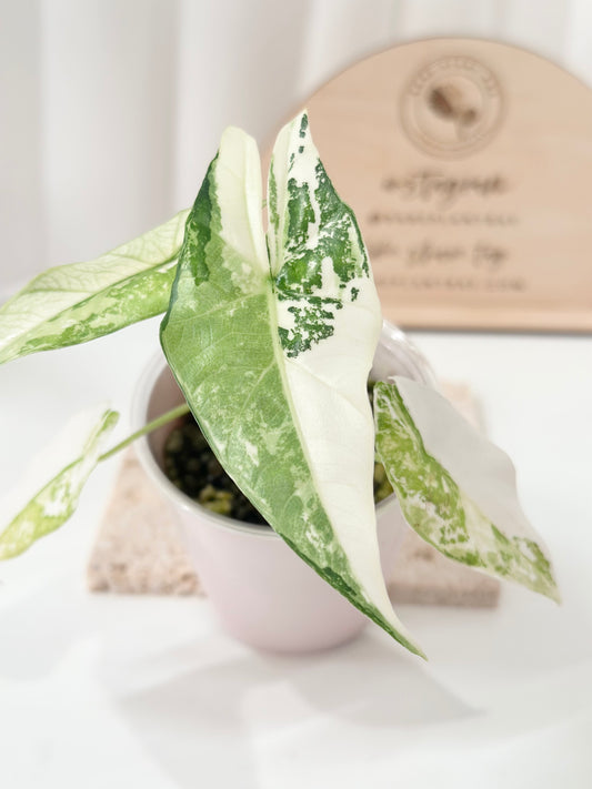 Alocasia Simpo Variegated - albo *corm grown*