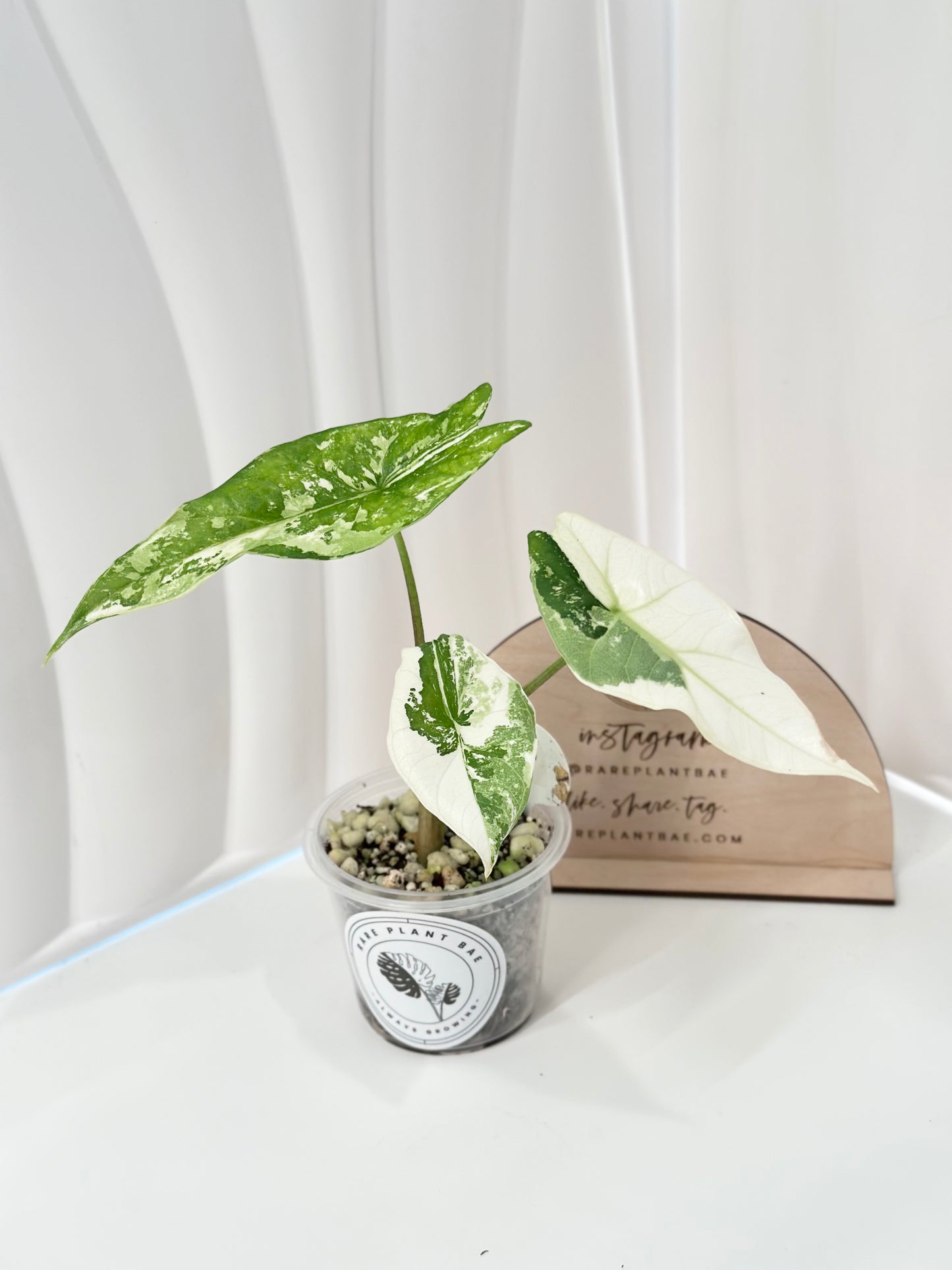 Alocasia Simpo Variegated - albo