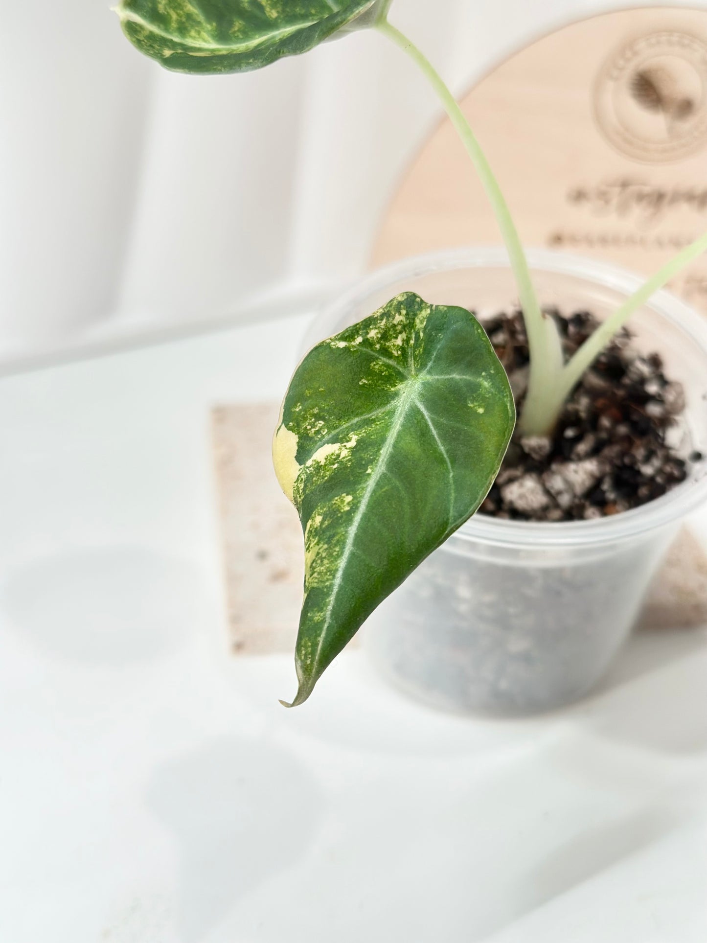 Alocasia Black Velvet Variegated - aurea