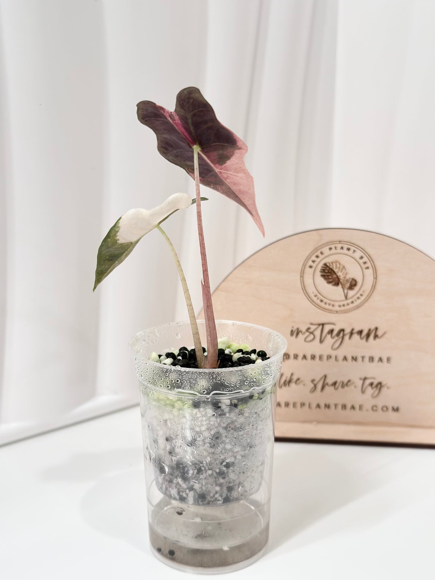 Alocasia Sanderiana "Nobilis K" Variegated - pink
