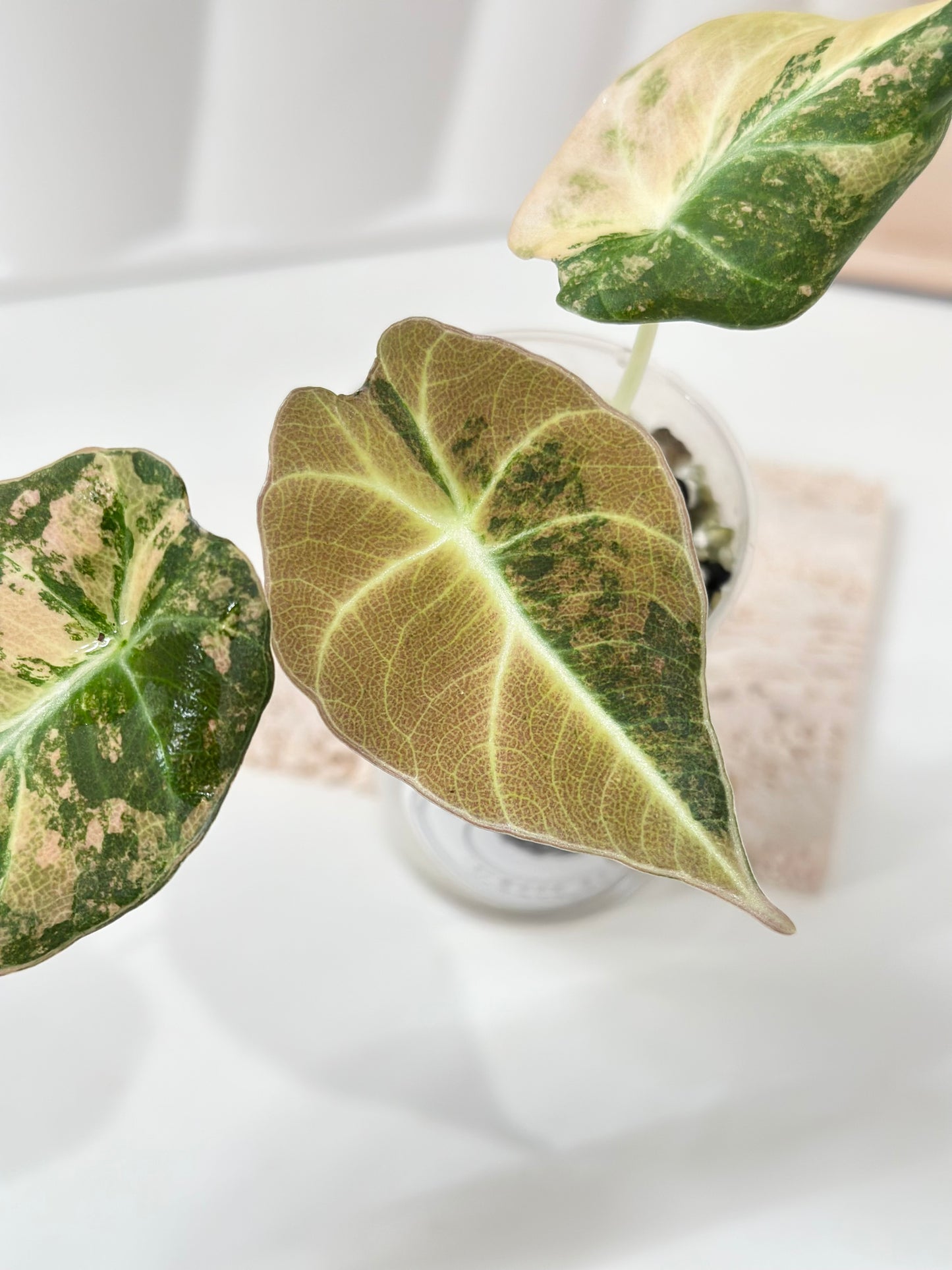 Alocasia Black Velvet Variegated - aurea
