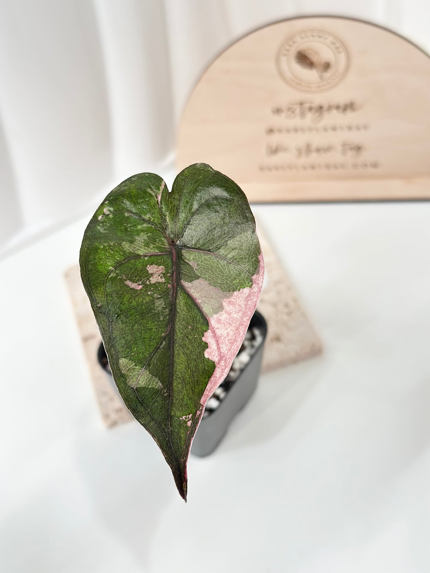 Alocasia Plumbea variegated - pink