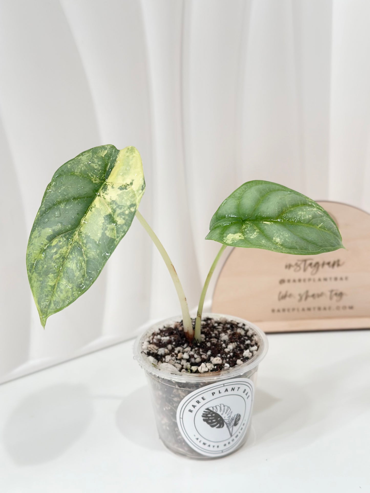 Alocasia Silver Dragon Variegated - aurea
