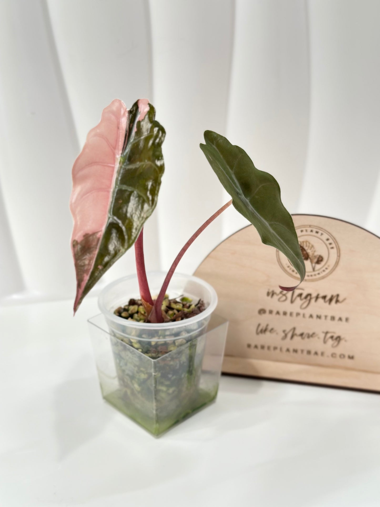 Alocasia Chantrieri Variegated - pink