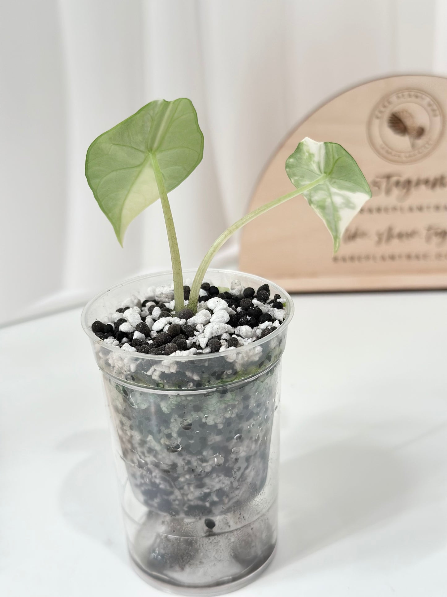 Alocasia Scalprum variegated - aurea