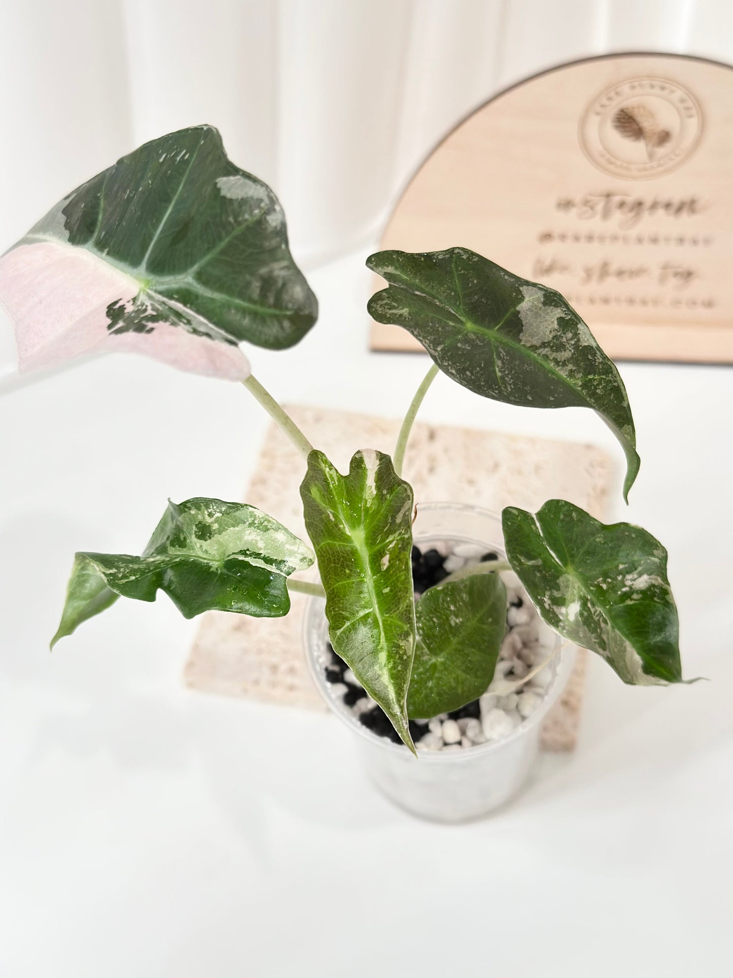 Alocasia Polly variegated - Pink