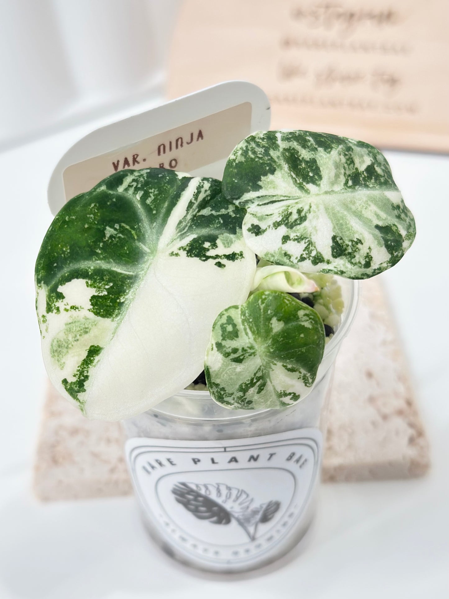 Alocasia Ninja variegated - albo